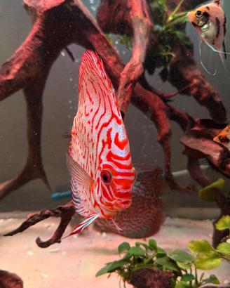Discus