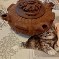 Coppa dell'Amicizia Originale Valle d'Aosta