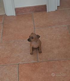 Pinscher toy