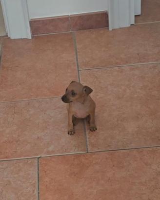 Pinscher toy