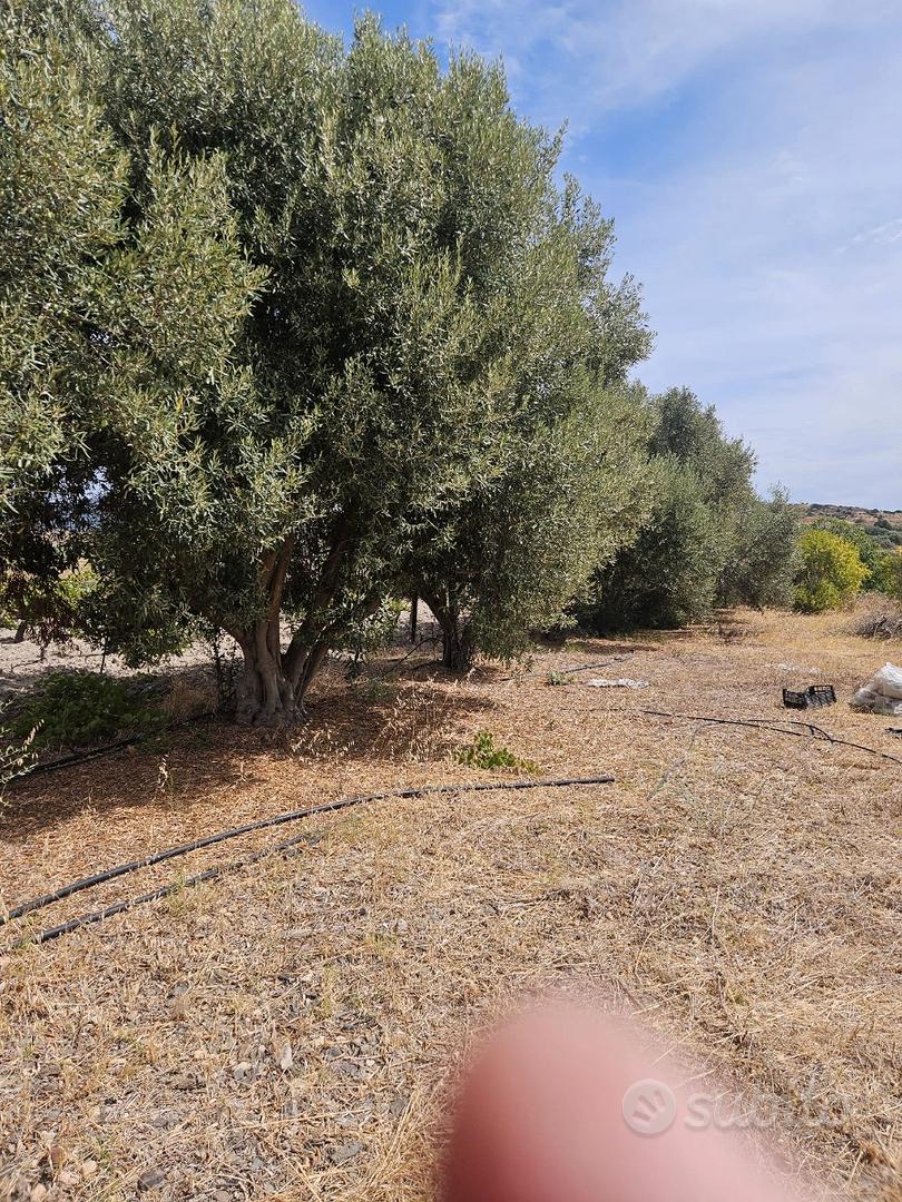 Terreno agricolo Località S. Sesulu - Vista 3