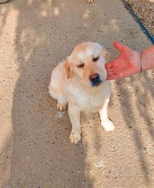 Golden retriver cucciolona