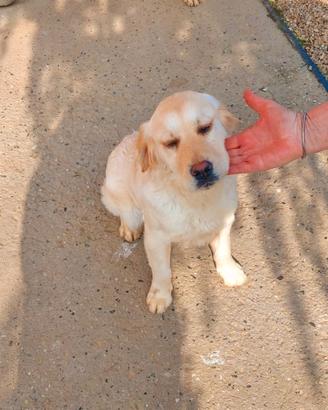 Golden retriver cucciolona