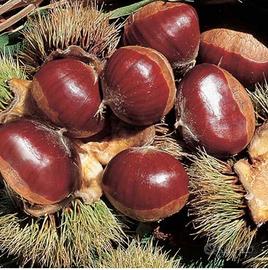 Alberi di castagno il 'Bouche de Betizac'.