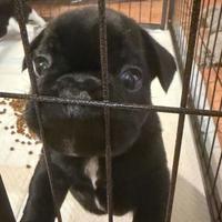 Cuccioli di bulldog francese