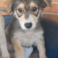 Cucciola in adozione