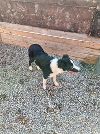 Cucciolo border collie tartufi