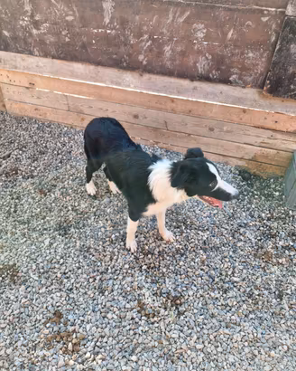 Cucciolo border collie tartufi