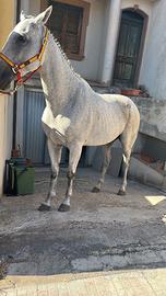 Cavalla