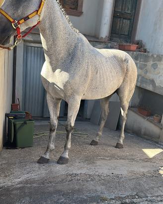 Cavalla