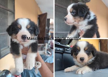 Cuccioli di Pastore Australiano Aussie