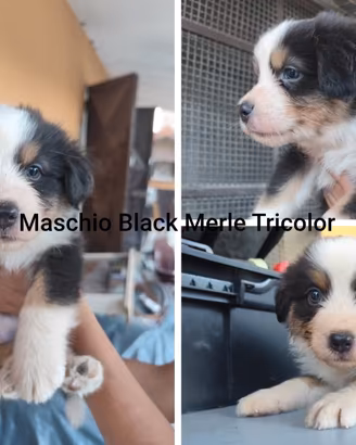 Cuccioli di Pastore Australiano Aussie