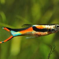 Endler guppy - Poecilia wingei