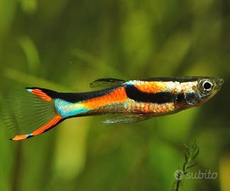 Endler guppy - Poecilia wingei
