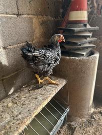 Gallo wyandotte