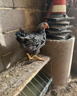 Gallo wyandotte