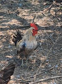 Galletto nano di circa un anno
