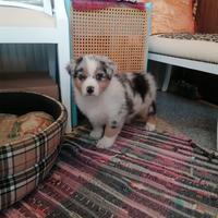 Australian Shepherd cuccioli merle