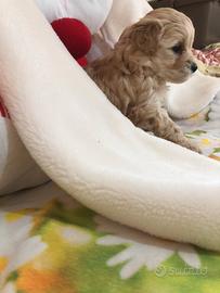 Barboncini &Maltipoo