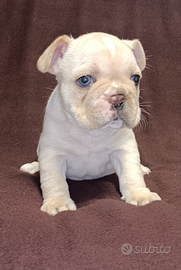 Bulldog francese
