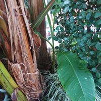 banano basjoo da esterno 