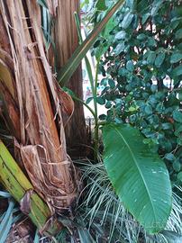 banano basjoo da esterno 