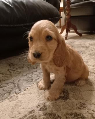 Cocker spaniel
