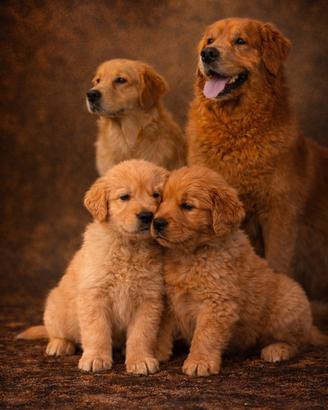 Golden Retriever 100% Americani