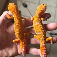Geco leopardino blood tremper e red diamond