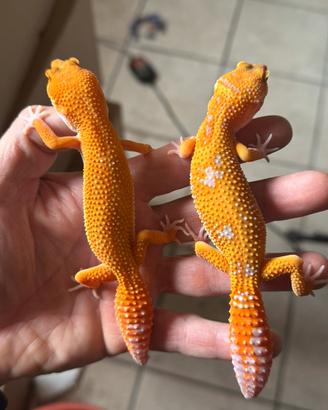 Geco leopardino blood tremper e red diamond
