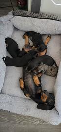 Disponibili cuccioli bassotto