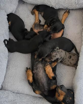 Disponibili cuccioli bassotto