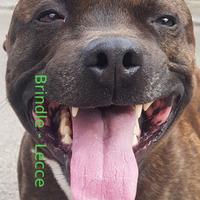 Staffordshire bull terrier femmina