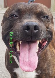 Staffordshire bull terrier femmina