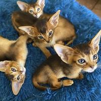Gatto abissino cuccioli