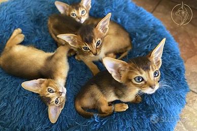 Gatto abissino cuccioli