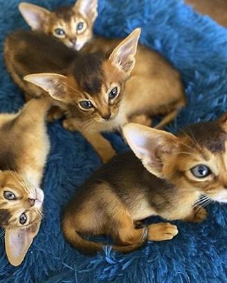Gatto abissino cuccioli