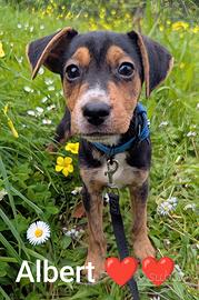 Albert cucciolo magico