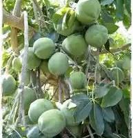 pianta sapote bianco, casimiroa edulis