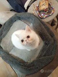Gatto exotic short hair con pedigree
