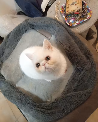Gatto exotic short hair con pedigree