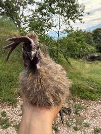 Gallo taglia nana