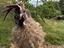 Immagine 1