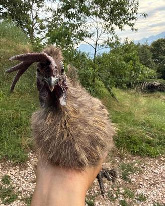 Gallo taglia nana