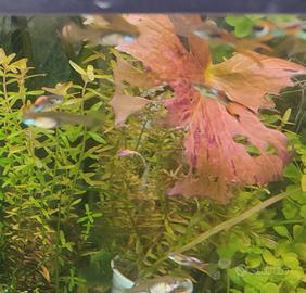 7 Guppy 