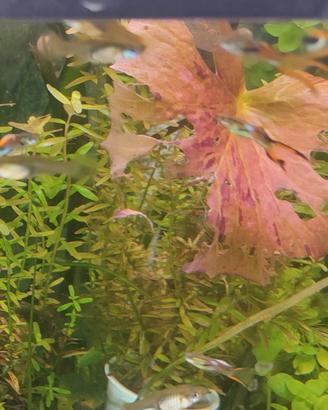 7 Guppy 