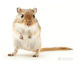 Gerbilli