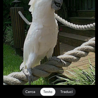 Cacatua alba allevata a mano