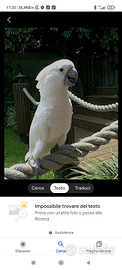 Cacatua alba allevata a mano