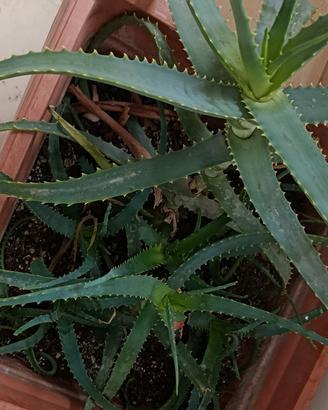 Piante Aloe Vera ed Arborescens 